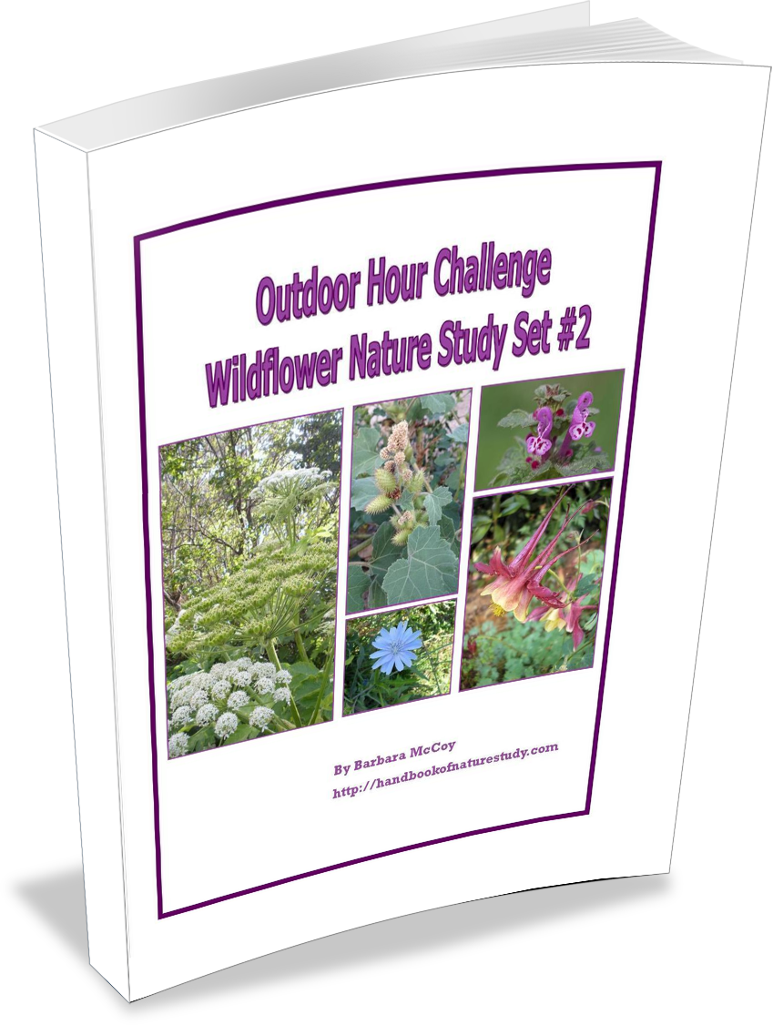 OHC Wildflower Set 2 @handbookofnaturestudy
