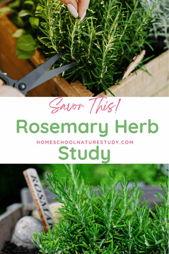 Enjoy a rosemary herb study and learn about this popular culinary herb in the mint family used in many common dishes. Use your senses to discover more during your homeschool outdoor hour!