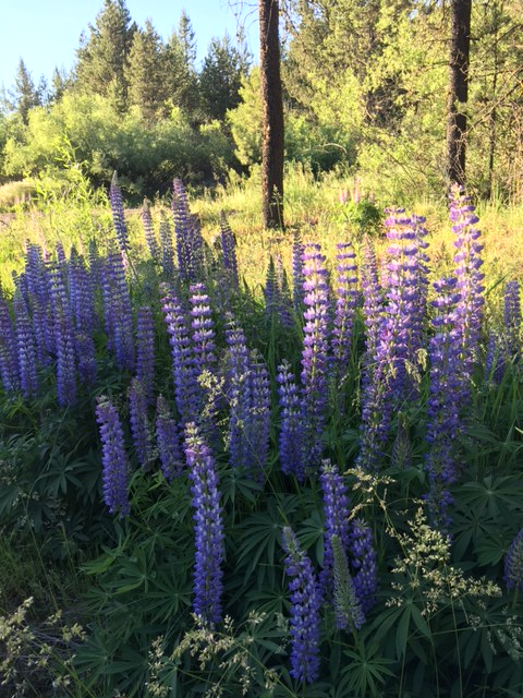 River Lupine 