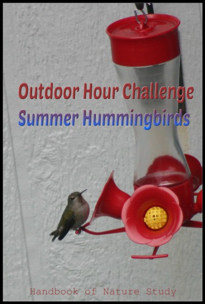 Outdoor Hour Challenge summer hummingbird study @handbookofnatuerstudy