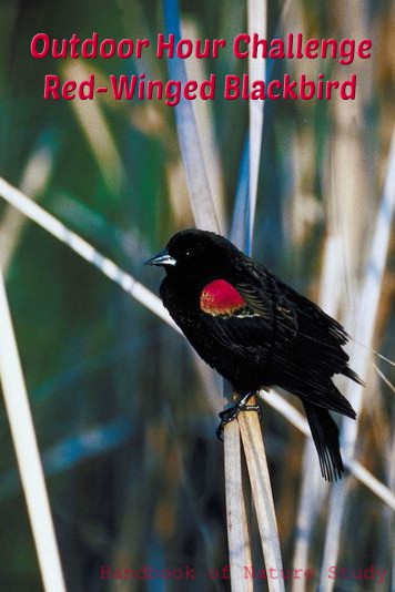 Outdoor Hour challenge Red Winged Blackbird @handbookofnaturestudy