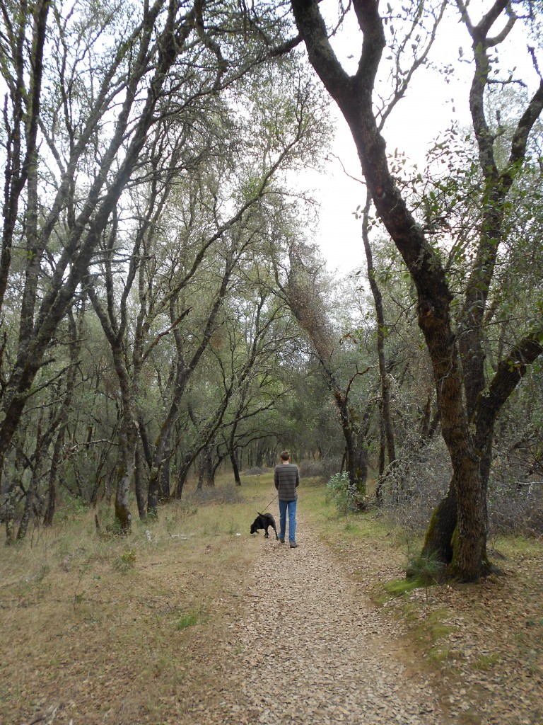 Dave Moore walking under the oaks