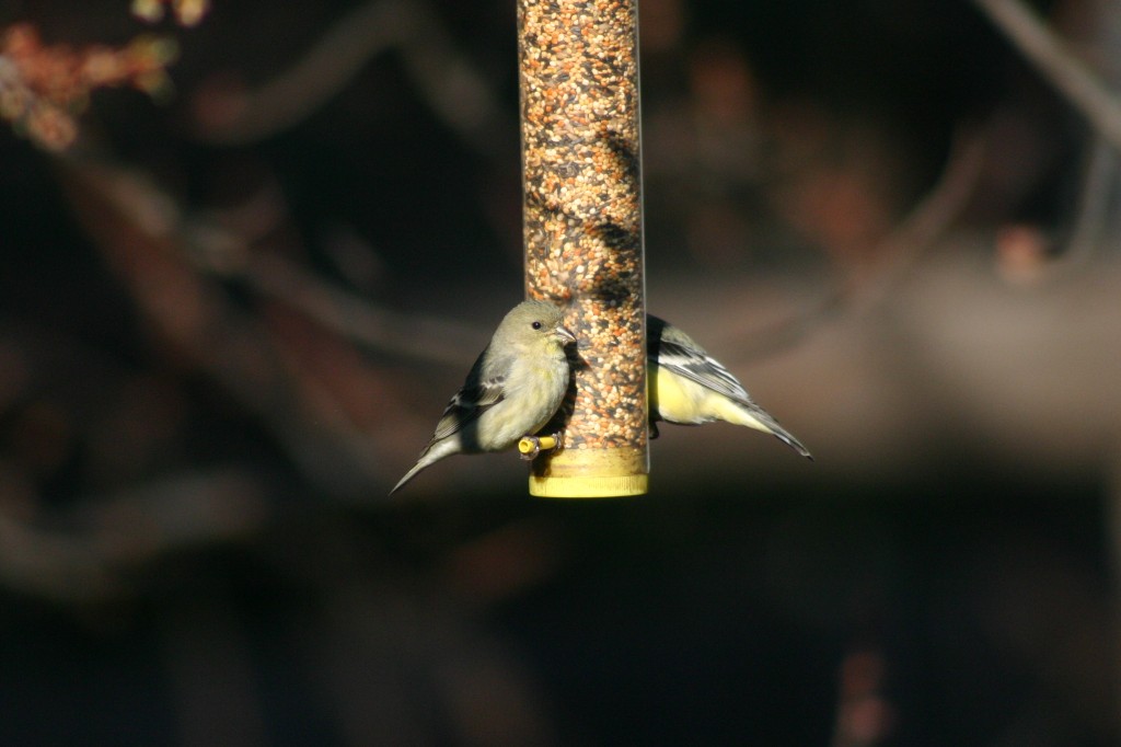 goldfinch in feeder