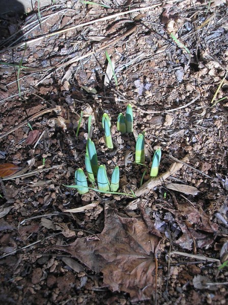 early spring bulbs sprouting