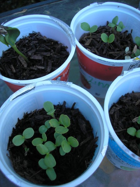 seeds germinating in yogurt cups