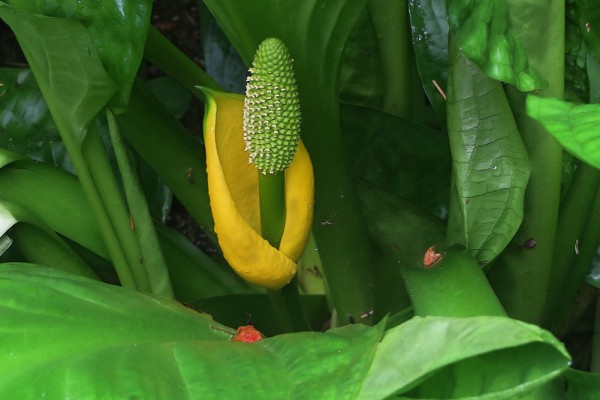 Skunk Cabbage