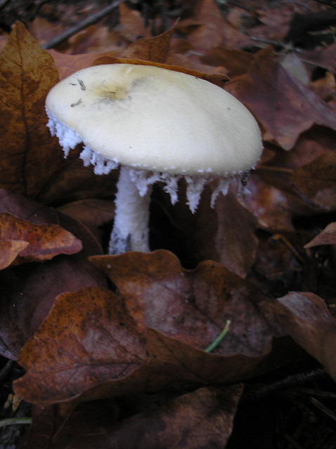 autumn mushroom 