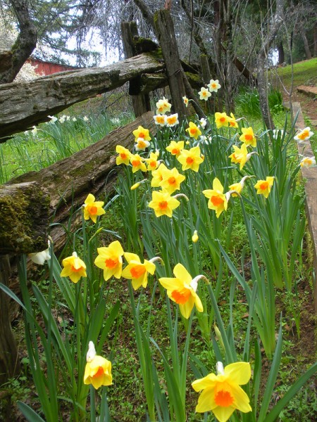 daffodil spring bulb yellow orange