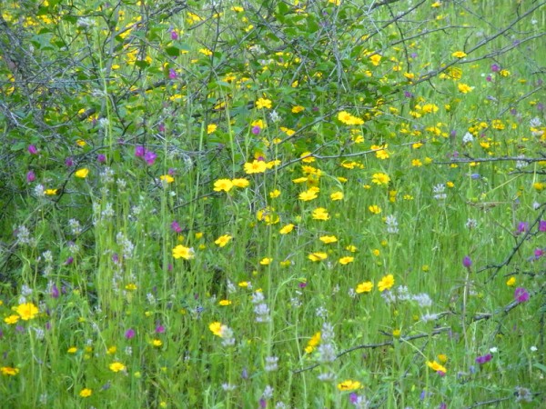 spring wildflowers