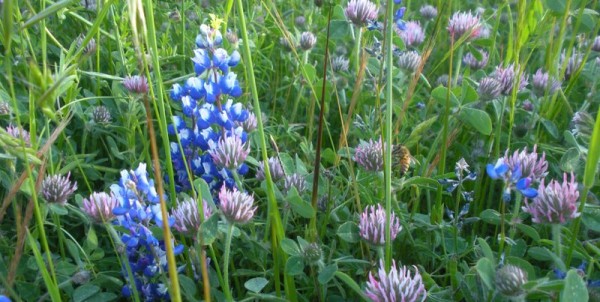 Wildflower spring ephemerals lupine