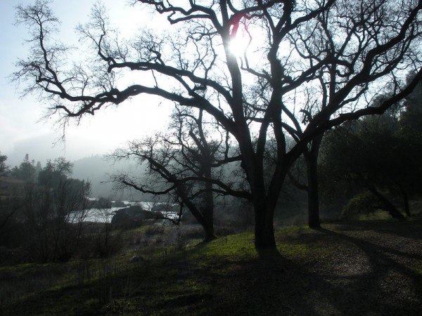 oaks in winter