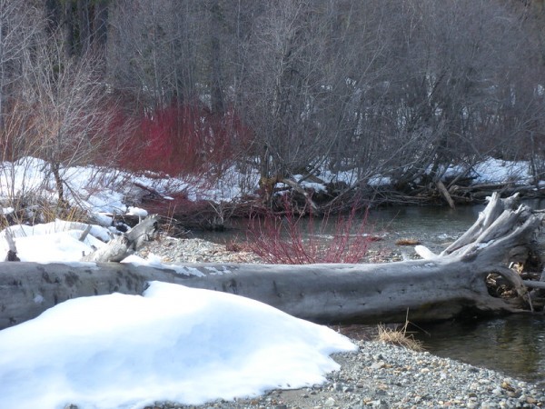 taylor creek winter snow color