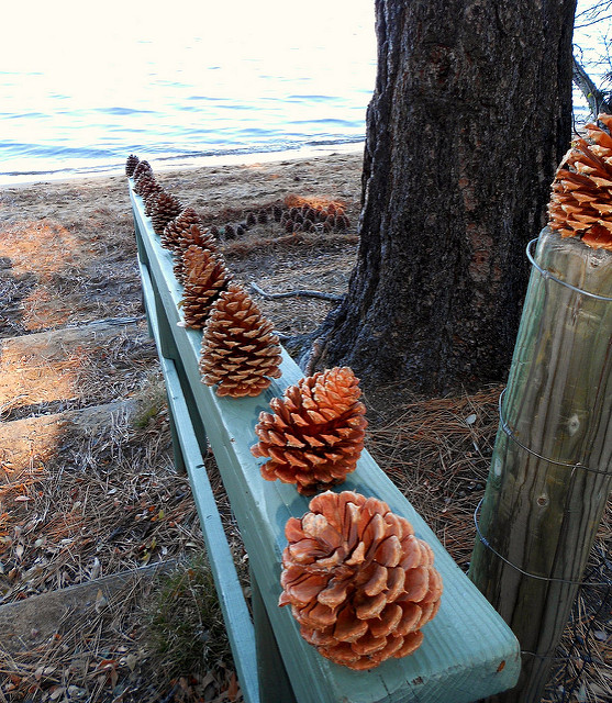 ponderosa pine cones at tahoe