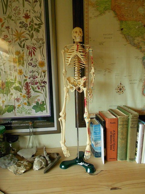 human anatomy skeleton