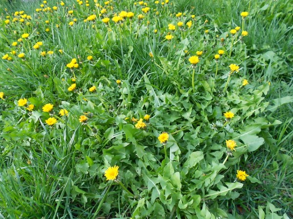 Dandelions wildflower or weed