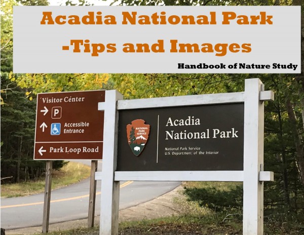 Acadia National Park Tips and Images
