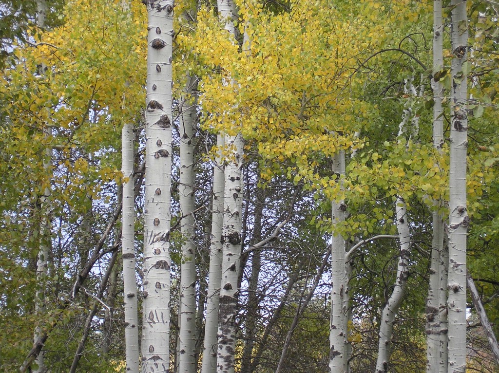 aspen tree trunks