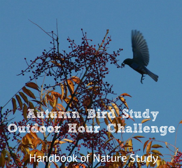 Autumn Bird Study @handbookofnaturestudy