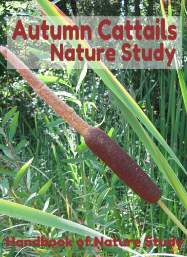 Autumn Cattails Nature Study @handbookofnaturestudy