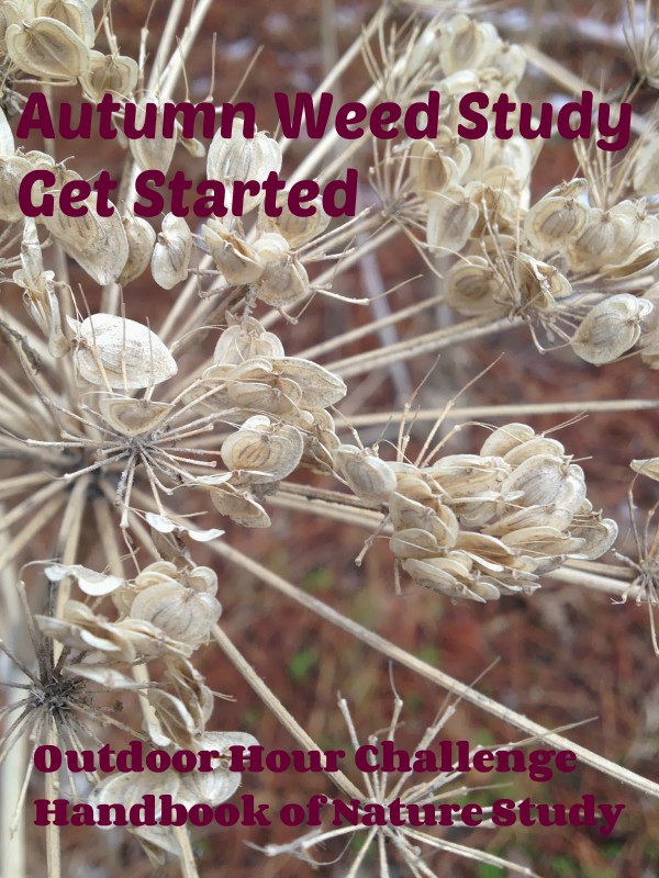 Autumn Weed Study Outdoor Hour Challenge