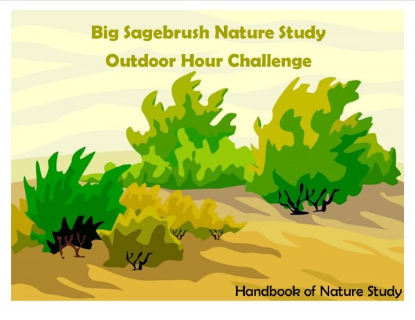 Big Sagebrush Shrub Nature Study Outdoor Hour Challenge