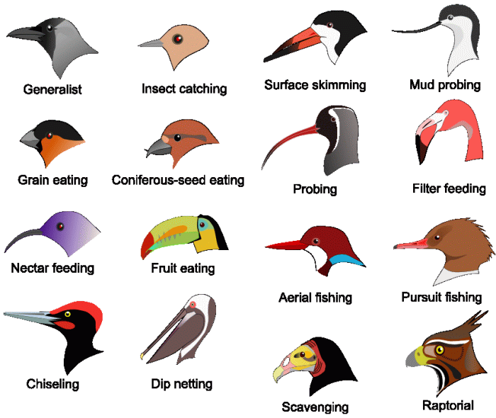 Bird Beak Graphic from clipart.com
