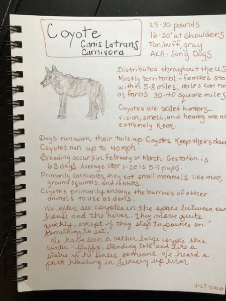 Coyote mammal nature journal