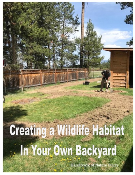 Creating a Wildlife Garden in your Own Backyard