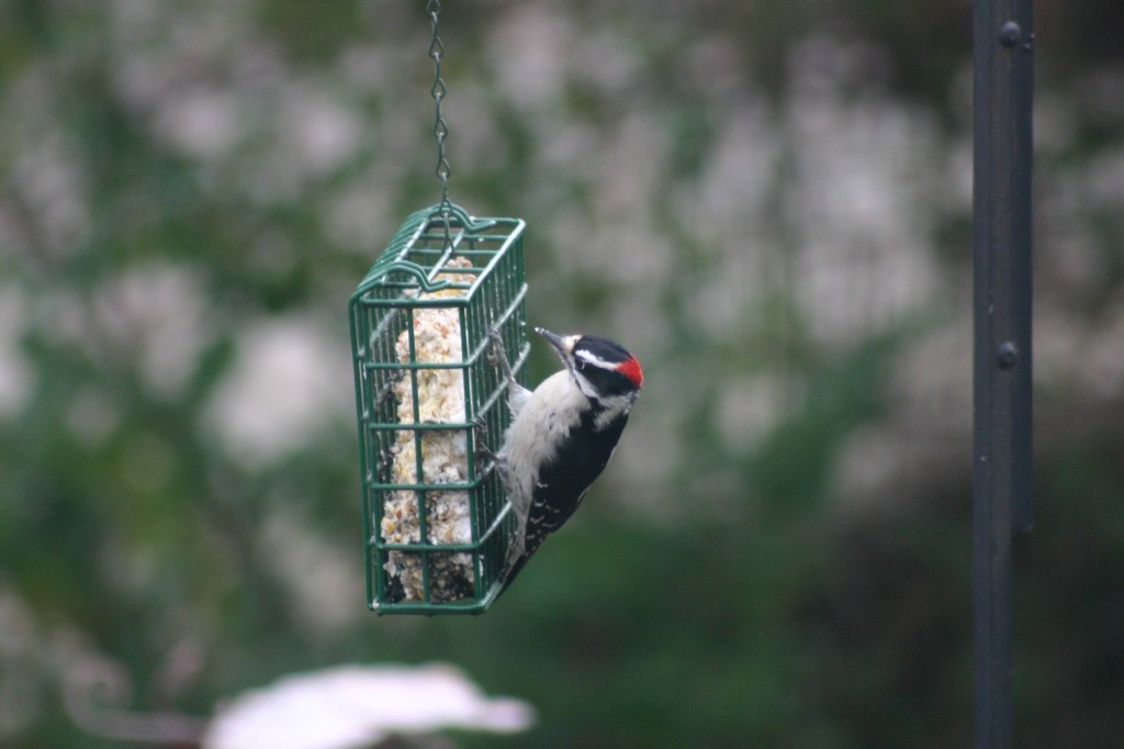 Downy Woodpecker Bird Birdfeeder suet (3)
