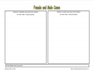 Female and Male Cone notebook page