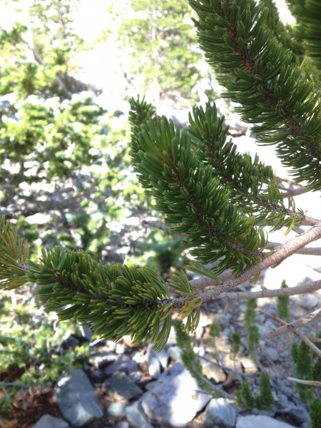 Great Basin (38) Bristlecone Wheeler Peak hike_original