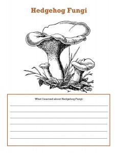 Hedgehog fungi notebook page 2