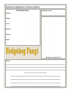 Hedgehog fungi notebook page 3