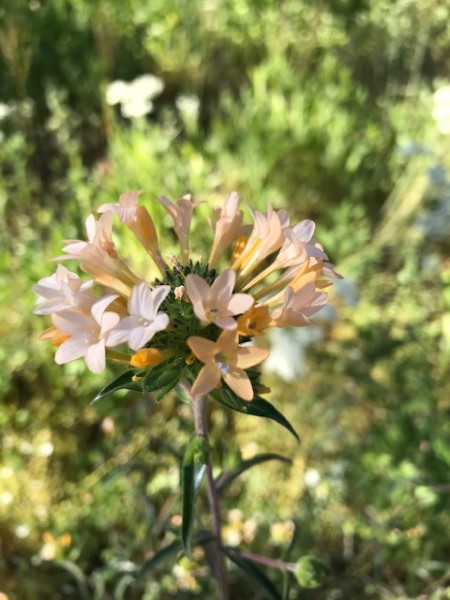 collomia