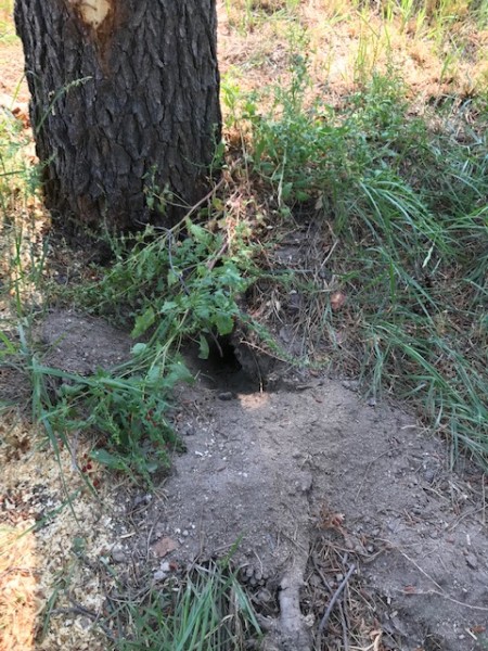 mammal hole wildside