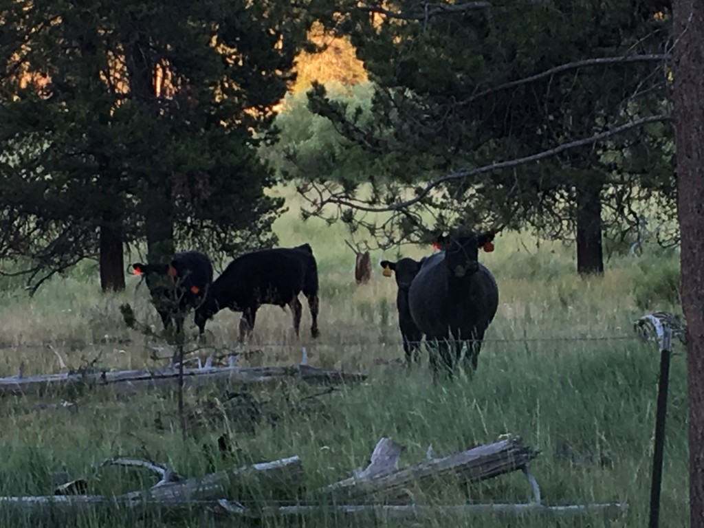 Oregon cows