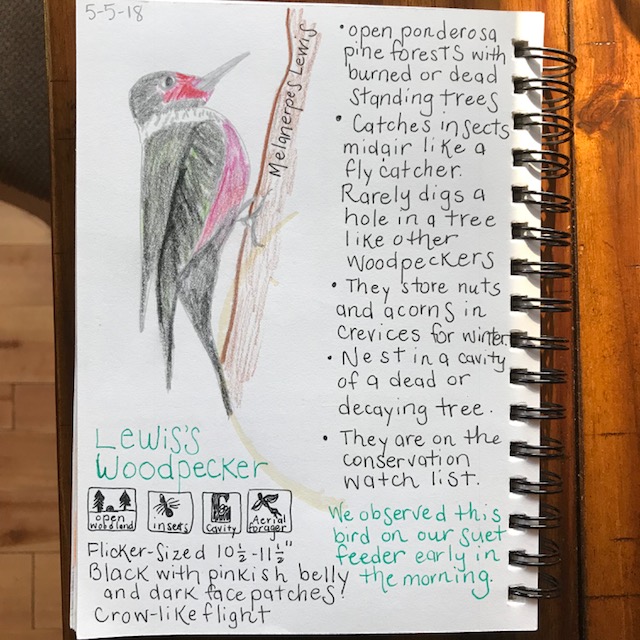 Lewis's woodpecker nature journal
