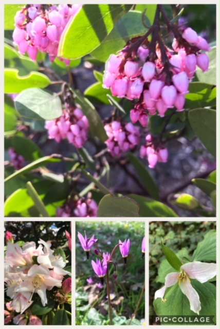 Oregon wildflowers collage