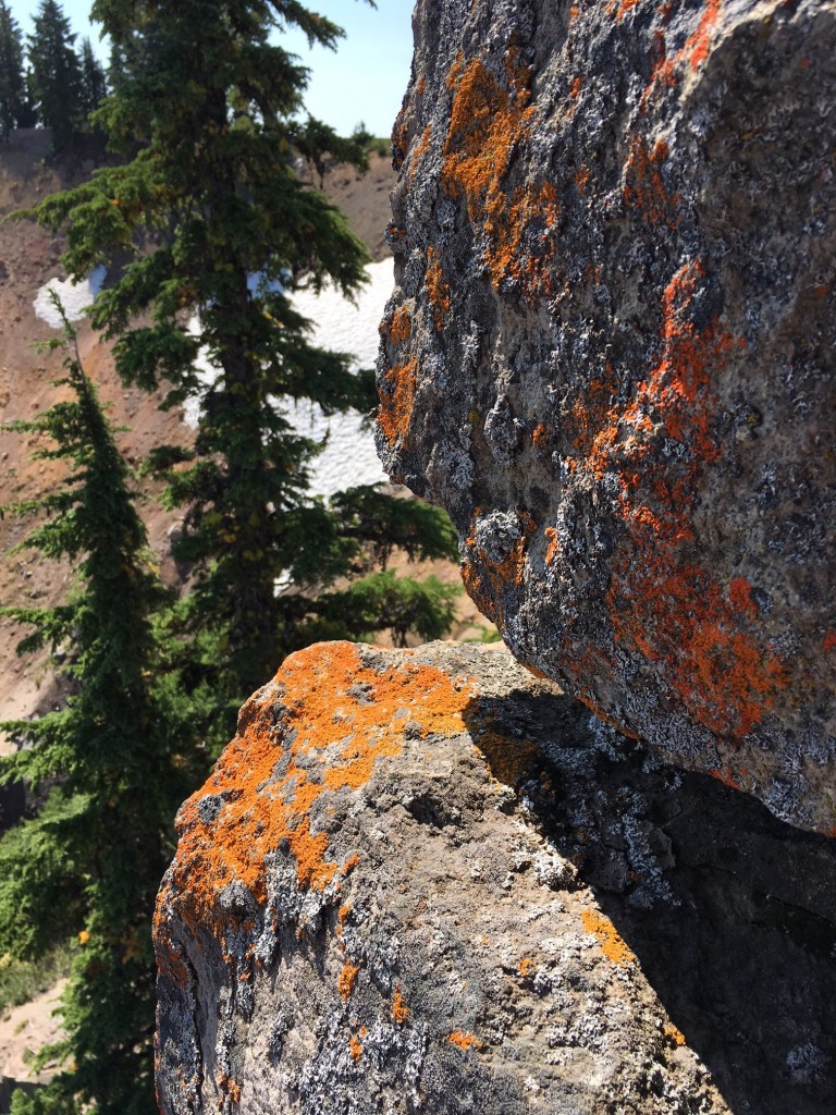 Lichen on rocks at Crater Lake
