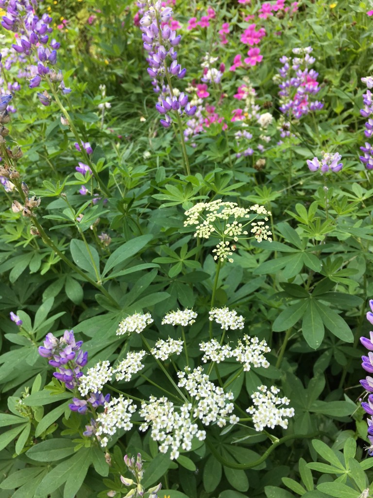 Wildflowers Castle Crest Crater Lake