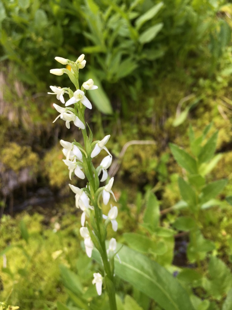 White bog orchid Crater Lake