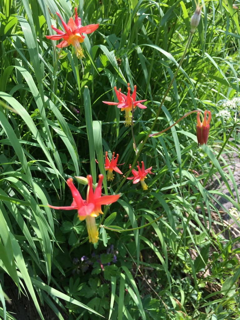 Columbine at Crater Lake