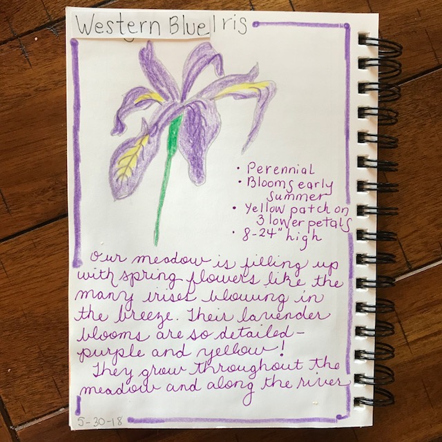 purple iris nature journal