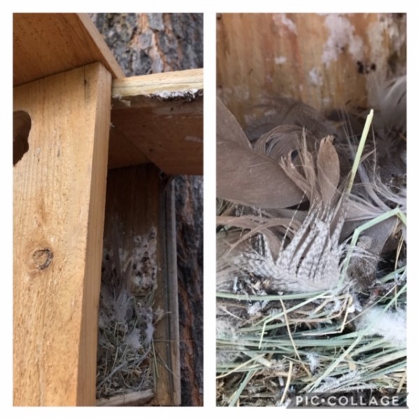 Sept 2020 swallow nest box birds