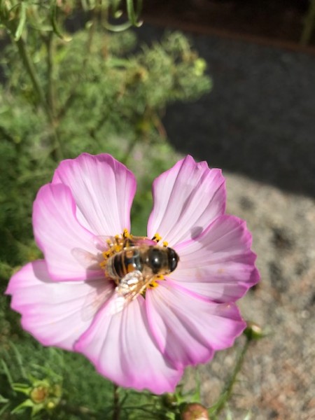 flower bee garden