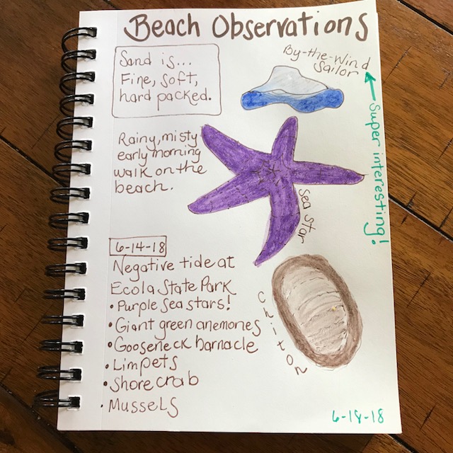 Beach observations nature journal