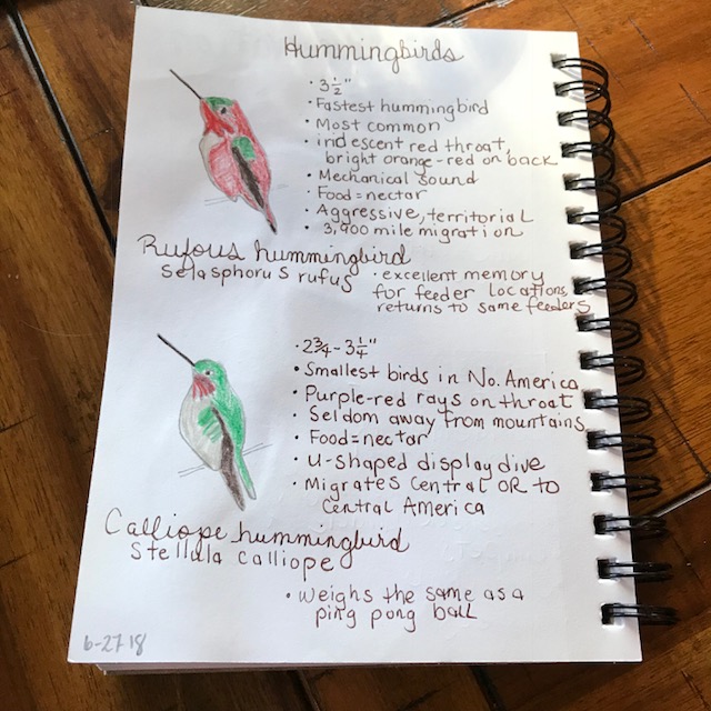 hummingbird nature journal