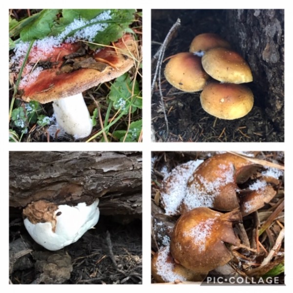 fungus collage october 2020