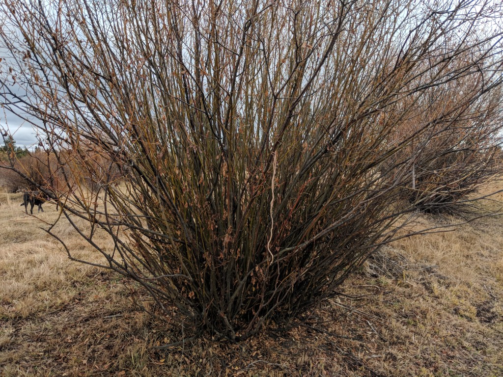 autumn willow with twine on limb