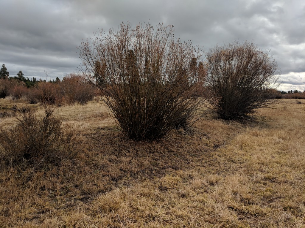 Autumn willows along the river